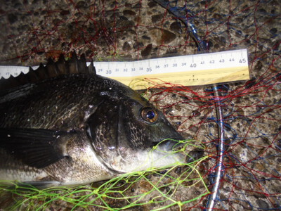 夜メバル2023(50)(51)(52)(53)(54)・海水浴後カニ餌捕り・筍メバル・チヌ＆カサゴ味噌汁他