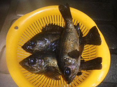 夜メバル2025(5)(6)(7)(8)・20cmUP＆お昼弁当(メバルの煮つけ)