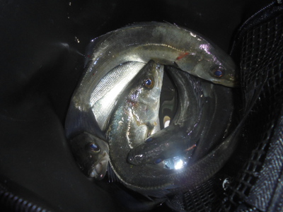 夜メバル2025(12)(13)(14)&白身魚フライのり弁(セイゴ)・甘酢あんかけ 夜メバル2025(12)(13)(14)&白身魚フライのり弁(セイゴ)・甘酢あんかけ