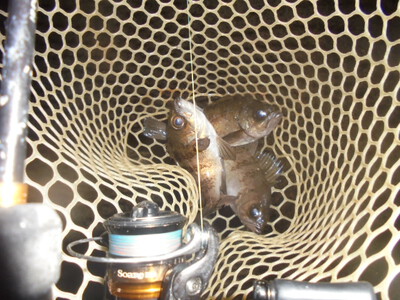 夜メバル2025(12)(13)(14)&白身魚フライのり弁(セイゴ)・甘酢あんかけ 夜メバル2025(12)(13)(14)&白身魚フライのり弁(セイゴ)・甘酢あんかけ