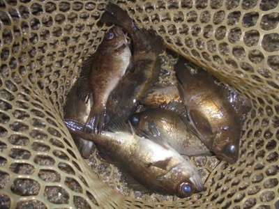 夜メバル2025(12)(13)(14)&白身魚フライのり弁(セイゴ)・甘酢あんかけ 夜メバル2025(12)(13)(14)&白身魚フライのり弁(セイゴ)・甘酢あんかけ