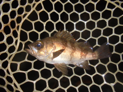 夜メバル2025(12)(13)(14)&白身魚フライのり弁(セイゴ)・甘酢あんかけ 夜メバル2025(12)(13)(14)&白身魚フライのり弁(セイゴ)・甘酢あんかけ