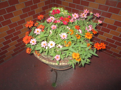 夏の花こん盛り