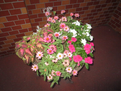 夏の花こん盛り
