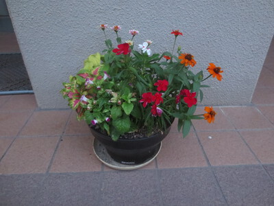 夏の花こん盛り