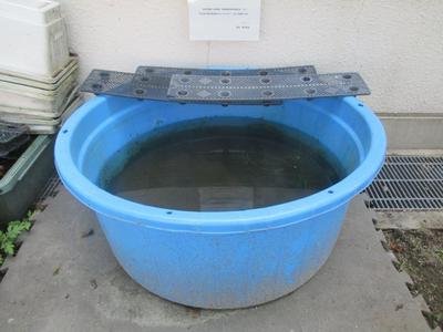 かっぱーめんちょ 野生種メダカ