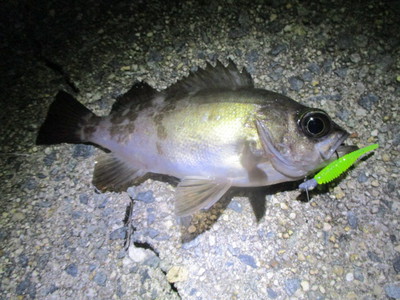 かっぱーめんちょ 夜メバル 27 釣り再開