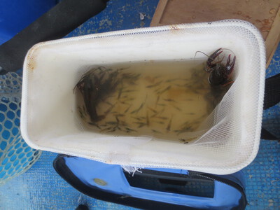 大雨船釣り2022勤労感謝の日(ギザミ・カワハギ)＆ギザミのフライ・甘酢・お造り・味噌汁