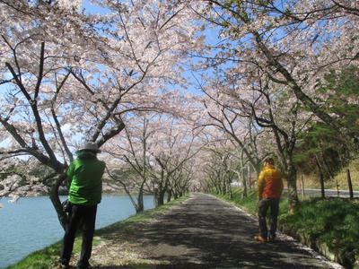 お花見キャンプ2018（羽高湖森林公園）＆ブログ５周年