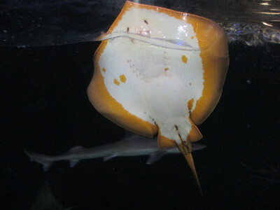 宮島水族館(みやじマリン)・タチウオ