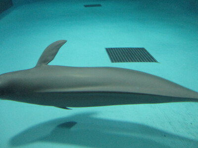 宮島水族館(みやじマリン)・タチウオ