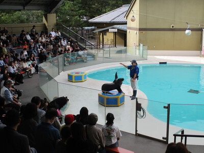 宮島水族館(みやじマリン)・タチウオ
