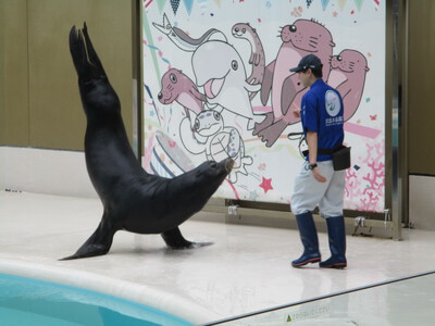 宮島水族館(みやじマリン)・タチウオ
