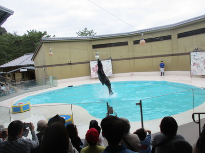 宮島水族館(みやじマリン)・タチウオ