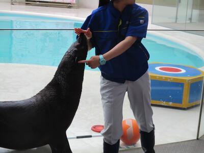 宮島水族館(みやじマリン)・タチウオ