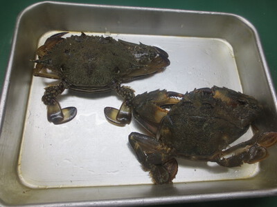 GW潮干狩り＆味噌汁・酒蒸し・塩茹で
