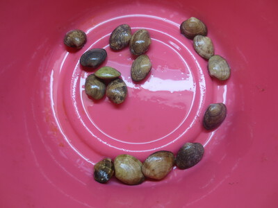 GW潮干狩り＆味噌汁・酒蒸し・塩茹で