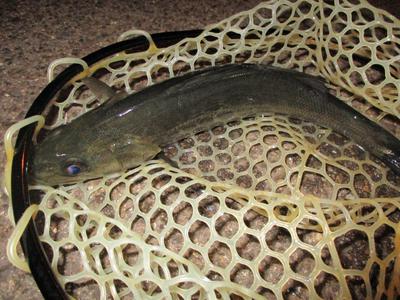夜メバル2018(59)(60)・17cm・16cm・寒気