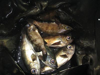 夜メバル2018(59)(60)・17cm・16cm・寒気