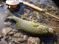 ぶり返し残暑の湖でスモールマウスバスと戯れる