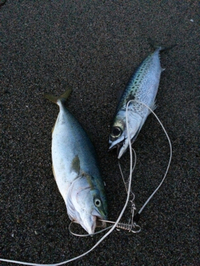 勝手に熱砂 秋の陣