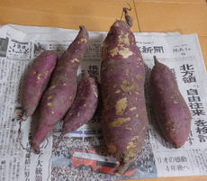 秋の味覚　さつまいも 2016/10/15 21:26:59