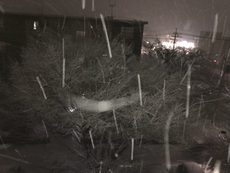 雪が積もった！