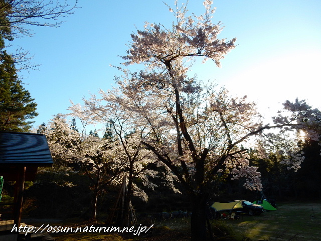 桜満開！　白兎葉山森林公園キャンプ場　【後編】