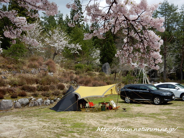 桜満開！　白兎葉山森林公園キャンプ場　【前編】