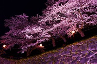 夜桜。 2016/04/21 20:08:32