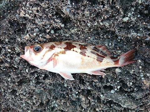 磯投げ ナメタガレイ 2015釣り納め