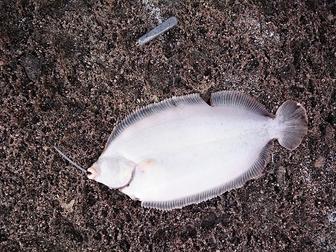 磯投げ ナメタガレイ 2015釣り納め