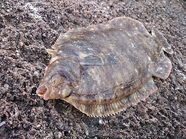 磯投げ ナメタガレイ 2015釣り納め