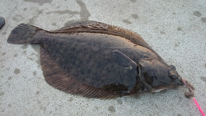 2015年4月 カレイと渓流