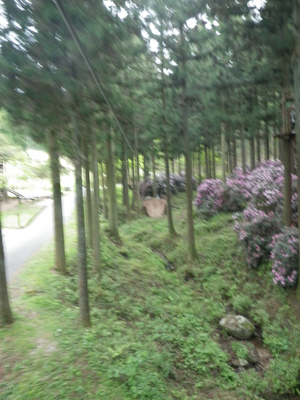 ＧＷは糸島へ　木から木へ・・・空中散歩