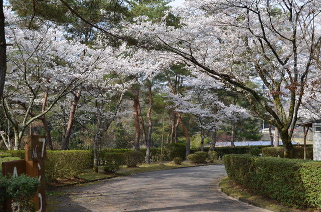 花見キャンプ in 福岡ローマンキャンプ場