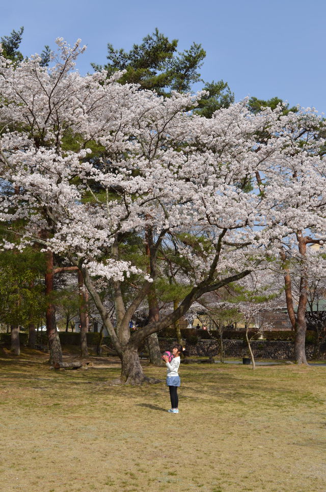 花見キャンプ in 福岡ローマンキャンプ場