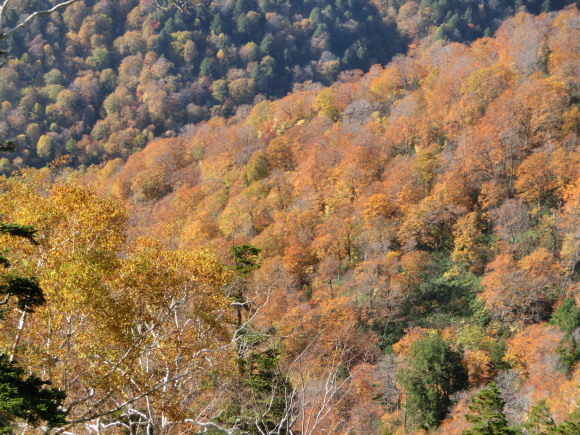 ホク家の子連れ山登り 紅葉最盛の至仏山