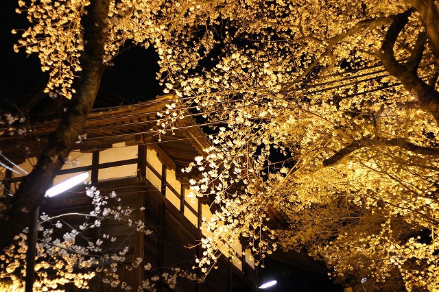 お花見　ライトアップ