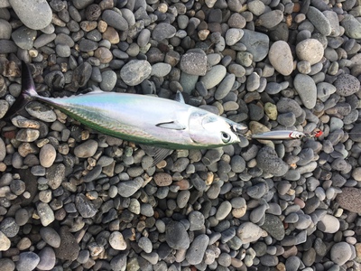 2016年10月沼津サーフのLSJの釣果