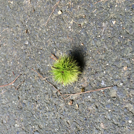 林道ツーリング