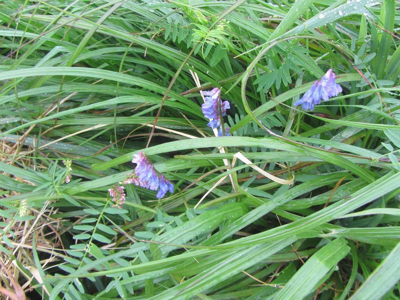 グルグルと 山の頂きへ 6月 花の伊吹山へ 14 06 22