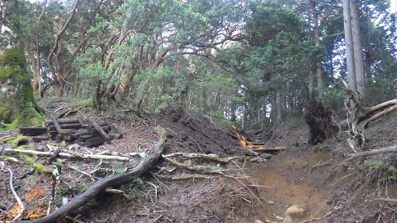 伊豆のヤマ巡りその1、天城山縦走路を歩く（2021.5.3）