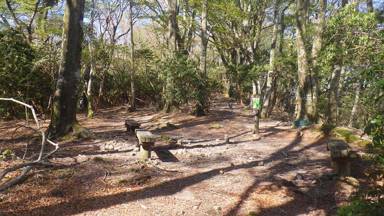 伊豆のヤマ巡りその1、天城山縦走路を歩く（2021.5.3）