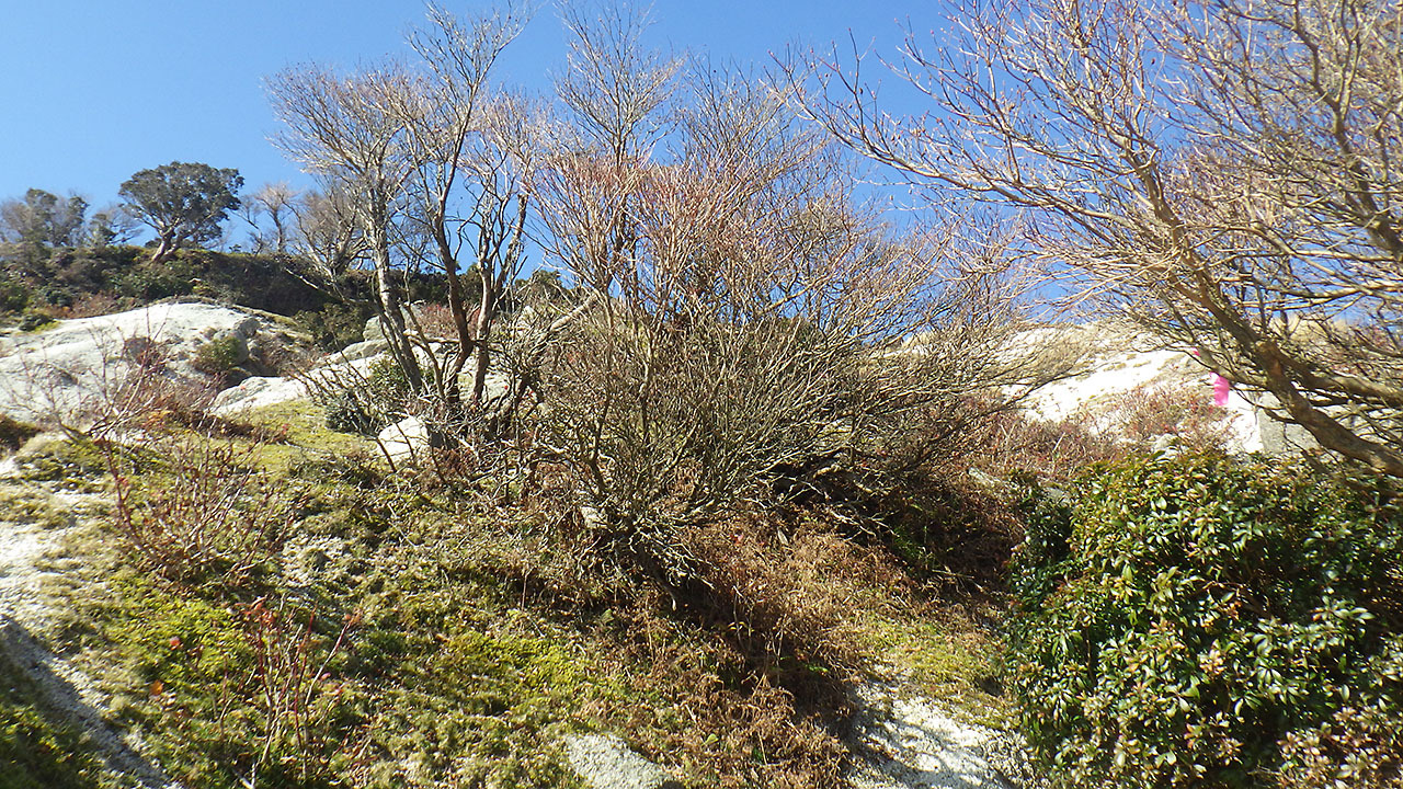 鈴鹿山脈・三池岳、小さくても存在感アリの山（2018.12.02）