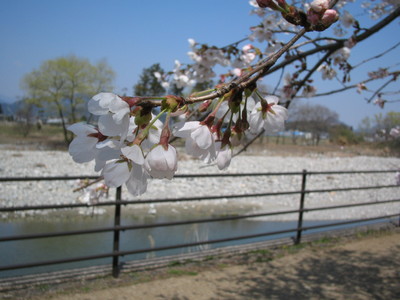 花見キャンプ
