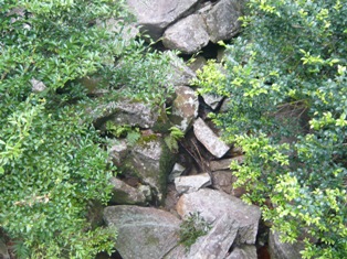 島旅☆屋久島①　