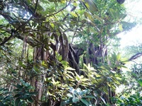 島旅☆屋久島①　