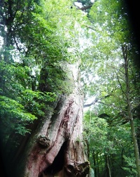 島旅☆屋久島①　