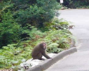 島旅☆屋久島①　